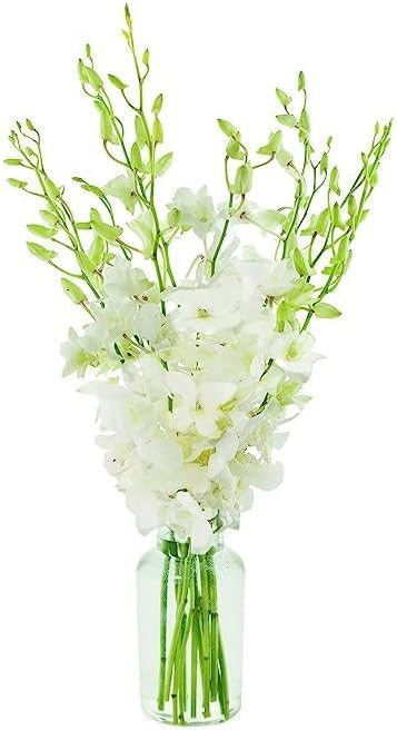KaBloom Flowers - Mother's Day Collection - 10 White Orchid with vase, Gift for Birthday, Sympathy, Anniversary, Get Well, Thank
