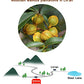 Chinese Walnuts(With Shells),Fresh New Linan Mountain Walnuts,Easy-to-Peel Linan Mountain Walnuts,Creamy/Salty,Net 8.8 oz./250g,