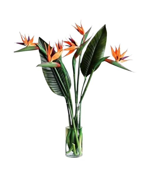 KaBloom Flowers - Mothers Day Collection - 10 Birds of Paradise With Vase- Gift for Birthday, Anniversary, Get Well, Thank You,