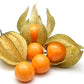 Kejora Fresh Golden Berries  Cape Gooseberries 3 Ounce (Pack Of 3)