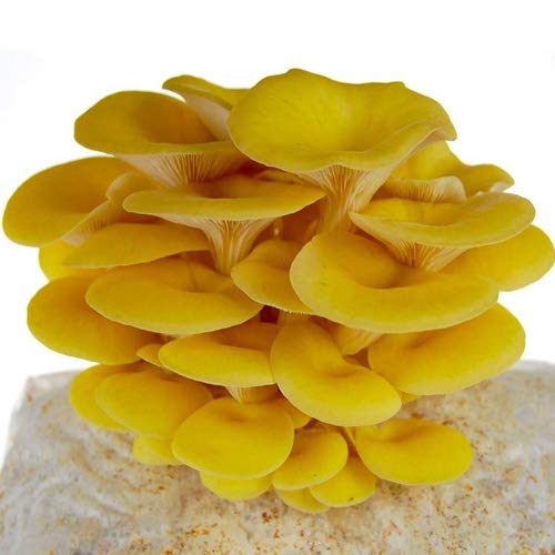 Golden Oyster Mushroom Grain Spawn - 1 Lb. Freshly Made & Ready To Use