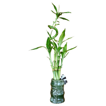 5-Stalk Live Lucky Bamboo Plant Arrangement With Ceramic Vase For Home  Office And Gift  Easy Care Plant And Lucky Symbol (Panda Vase)