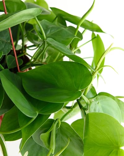 Shop Succulents Philodendron Cordatum Heartleaf Plant, Live Indoor Houseplant, Easy Care Trailing Plant For Home Decor, Office,