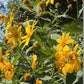 Kejora Fresh Jerusalem Artichokes (Sunchokes Or Sunroot) For Planting Or Eating - 4 Pounds Ship Fedex 2Nd Day Air