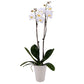 Decoblooms Living White Orchid Plant - 5 Inch Blooms - Fresh Flowering Home D  Cor