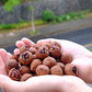 Chinese Walnuts(With Shells),Fresh New Linan Mountain Walnuts,Easy-to-Peel Linan Mountain Walnuts,Creamy/Salty,Net 8.8 oz./250g,