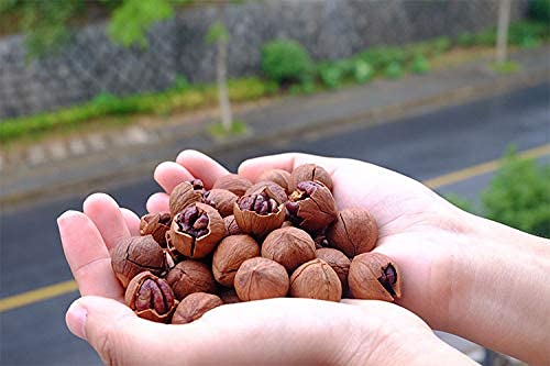 Chinese Walnuts(With Shells),Fresh New Linan Mountain Walnuts,Easy-to-Peel Linan Mountain Walnuts,Creamy/Salty,Net 8.8 oz./250g,