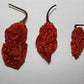 Wicked Tickle 10 Whole Ghost Pepper Dried Intact Seed Pods Plus 2 Free, Super Hot