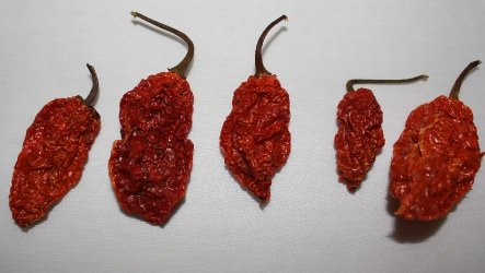 Wicked Tickle 10 Whole Ghost Pepper Dried Intact Seed Pods Plus 2 Free, Super Hot