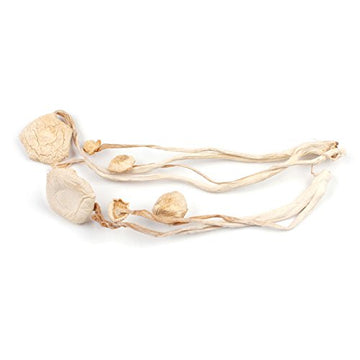 Enoki Mushrooms, 1 LB Bag