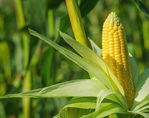 Food To Live Organic Super Sweet Corn, 1 Pound - Freeze-Dried Kernels, Non-Gmo, Kosher, Healthy Snack, Bulk, Grown In The Usa