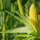 Food to Live Organic Super Sweet Corn - Freeze-Dried Kernels, Non-GMO, Kosher, 10 LB