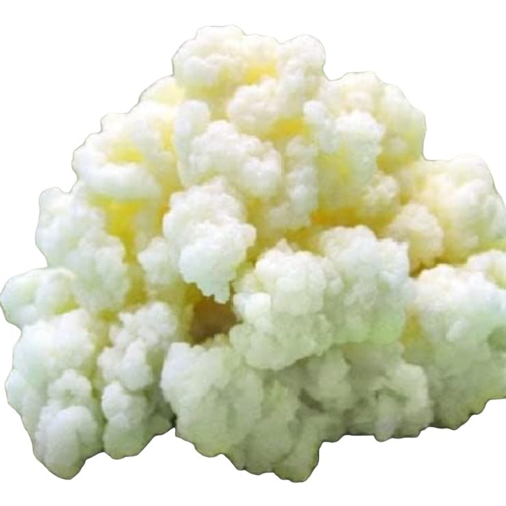 Generic Milk Kefir Grains Starter, 0.35 Ounce, Live Active Kefir Culture for Homemade Fermentation, KETO Friendly
