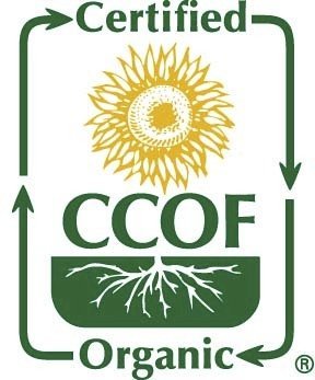 Mccabe Organic Corn Tea - Roasted Corn Tea | Usda And Ccof Certified | Non-Gmo Whole White Corn | Roasted And Packed In Usa | 1.