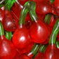 Smarty Stop Gummy Collections (Twin Cherry Red & Green, 1 Pound (Pack Of 1))