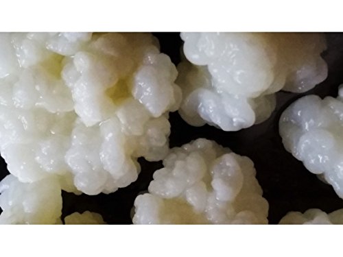 Microbiota, Inc. Fresh Milk Kefir Grains - 0.01 Ounce (Pack of 100) - White