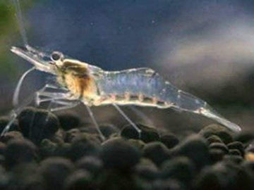 45 Freshwater Ghost Shrimp (Grass Shrimp)