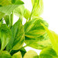 Shop Succulents Pothos Neon Queen Indoor Plant, Low Maintenance, 6 Inch Pot, Vibrant Neon Green and White Variegated Leaves