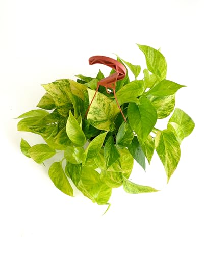 Shop Succulents Pothos Neon Queen Indoor Plant, Low Maintenance, 6 Inch Pot, Vibrant Neon Green and White Variegated Leaves