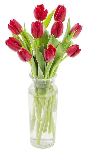 KaBloom Flowers -Valentine's Day Collection - 10 Red Tulips with vase, Gift for Birthday, Sympathy, Anniversary, Get Well, Thank