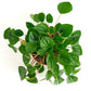 Shop Succulents Peperomia Rana Verde Indoor Plant, Low Maintenance, 6 Inch Pot, Vibrant Green Leaves