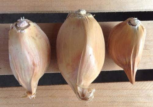 Garlic Elephant -0.15 Oz About 20 To 25 Cloves Organic Fresh Seeds Cloves Garlic Elephant For Planting, Eating And Growing Your