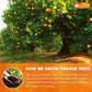 Premium Dried Orange Slices 6oz – Natural Dehydrated Citrus Wheels for Tea, Cocktails, Baking, Holiday Decorations, Potpourri, and Crafts.
