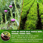Premium Stomach & Liver Herbal Tea | Milk Thistle Seed, Ginger, Fennel, Peppermint & Licorice