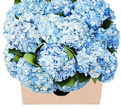 Kabloom Flowers - MotherS Day Collection - Top-Grade 15 Blue Hydrangeas - Farm Direct Wholesale Fresh Flowers. Gift For Birthday Thank You  Valentine  Mothers Day Fresh Flowers