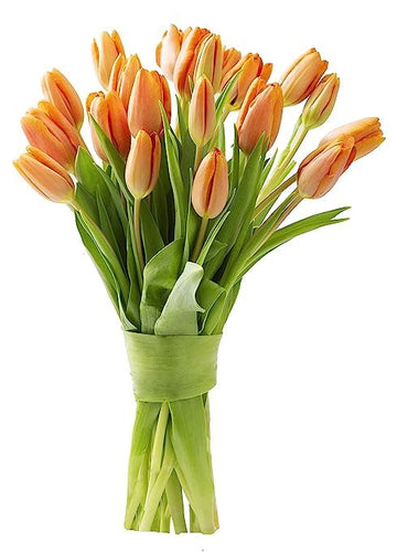 KaBloom Flowers - Mother's Day Collection -PREMIUM 20 Orange Tulips without vase - Gift for Birthday, Sympathy, Anniversary, Get
