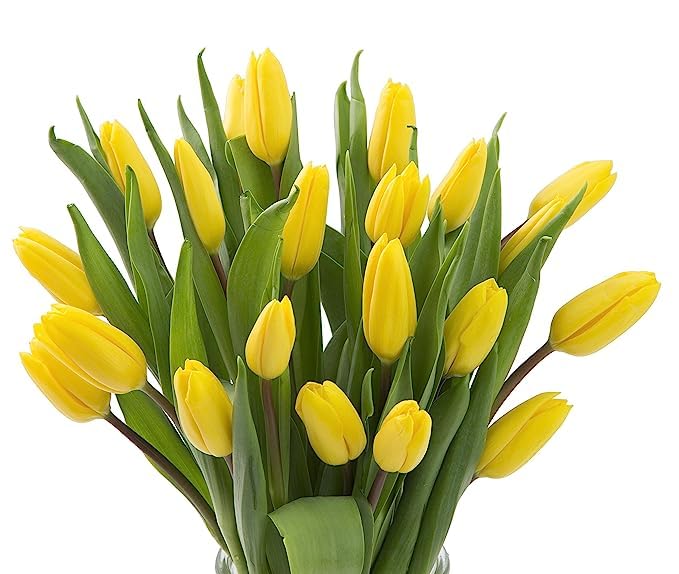 Kabloom Flowers - Valentine Collection - Premium 20 Yellow Tulips Without Vase - Farm Fresh Cut Flowers. Gift For Birthday, Anni
