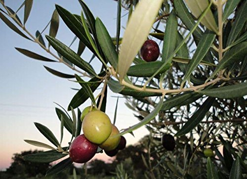 Texas Hill Country Olive Co Basil Infused Olive Oil - Cold Pressed Gourmet Evoo Olive Oil - Great For Dressing Dipping Marinade