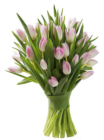 KaBloom Flowers -Valentine's Day Collection - 20 Pink Tulips without vase, Gift for Birthday, Sympathy, Anniversary, Get Well, T