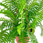 Shop Succulents Queen Fern Plant, Hanging Live Indoor Plant, Easy Care Hanging Trailing Houseplant In Nursery Pot, Air Purifying