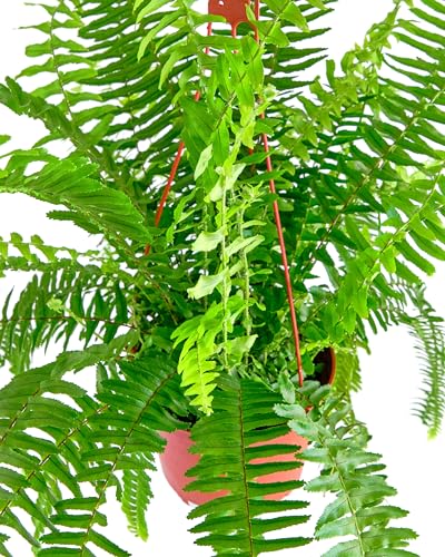 Shop Succulents Queen Fern Plant, Hanging Live Indoor Plant, Easy Care Hanging Trailing Houseplant In Nursery Pot, Air Purifying
