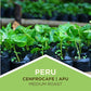 Tiny Footprint Coffee Fair Trade Organic Peru APU Medium Roast Whole Bean Coffee 48 Ounce