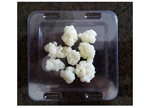 Microbiota, Inc. Fresh Milk Kefir Grains - 0.01 Ounce (Pack of 100) - White