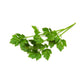 Biokoma Organic Lovage Dried Leaves 50g - USDA Certified, No Additives, Resealable Pouch