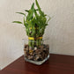 Two Tier Lucky Bamboo Indoor Live Plant In Glass Square Vase With Multi-Colored River Rocks, Live Lucky Bamboo, Feng Shui Plant,