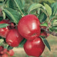 Generic Red Delicious Apples, Fresh Fruit, Usa Grown, Non-Gmo, Bulk (20 Pounds)