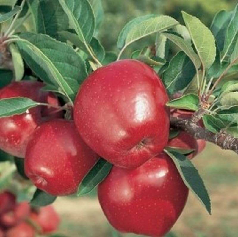 Generic Red Delicious Apples, Fresh Fruit, Usa Grown, Non-Gmo, Bulk (20 Pounds)
