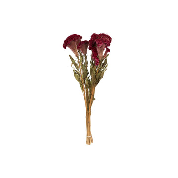 Vickerman Natural Botanicals 18-24'' Burgundy Dried Celosia Coxcomb 4 Oz. Bunch.