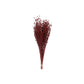 Vickerman Natural Botanicals 20-22" Red Dried Flax Linum, 4 Oz. Bunch.