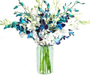 20 Blue and White Orchids with Vase