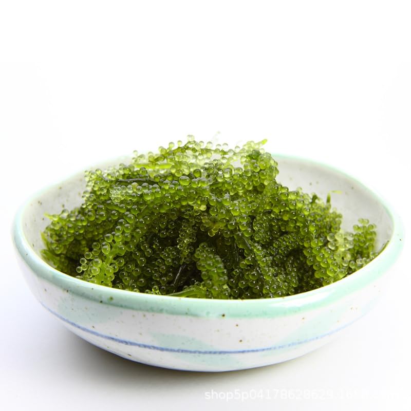 ZAYEMAIBUHAO Sea G s - Organic Umibudo Sea , 100 grams, Includes Dipping Sauces, Natural Gift from the Sea