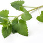 Catnip - Dried Nepeta Cataria Loose Leaf/Buds By Nature Tea (4 Oz)