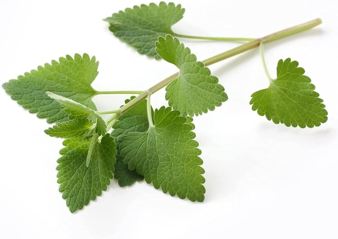 Catnip - Dried Nepeta Cataria Loose Leaf/Buds By Nature Tea (4 Oz)