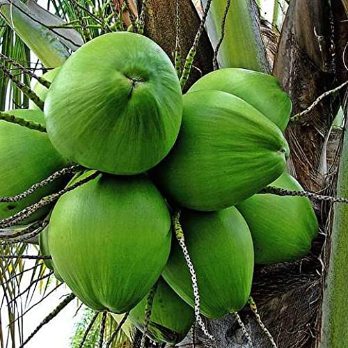 G7 Grains Organic Coconut Oil (15 Liter) Cold Pressed/Wood Pressed Oil | Nariyali Ka Tel/Coconut Kachi Ghani Oil