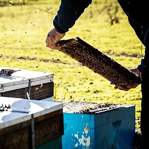 Tasmanian Learherwood Raw Honey | Pure, Unheated, Unfiltered, Unpasteurized, And Hand-Crafted, 26.5 Ounces