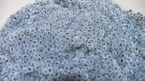 A - Z Direct 100G | Basil Seeds, Thai Holy Basil Seeds, Tukmaria, Sabja, Sweet Basil Seeds Hair Skin Ayurveda Faluda Falooda She